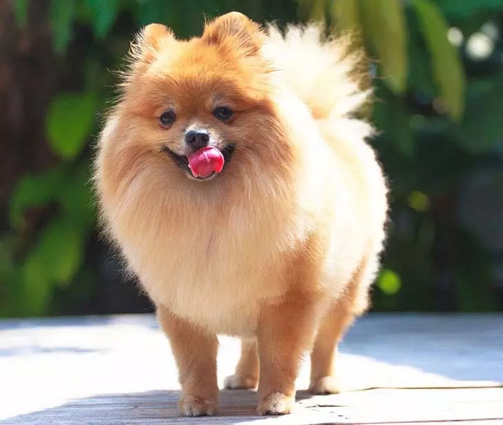 25 Dogs Breeds That Live The Longest