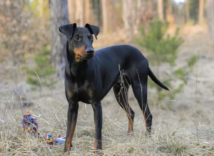 10 Dog Breeds That Could Bear Being Left Alone At Home
