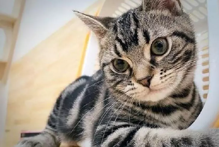 10 Healthiest Cat Breeds That Save You Trips To The Vet