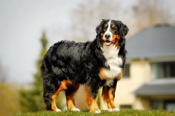 14 Dog Breeds That Rarely Bark