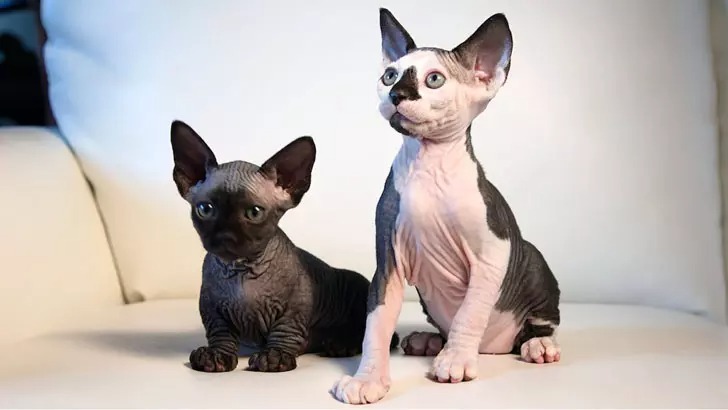 Top 6 Hypoallergenic Cat Breeds